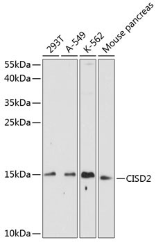 CISD2 Rabbit Polyclonal Antibody