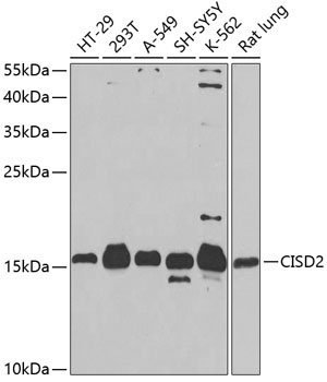 CISD2 Rabbit Polyclonal Antibody