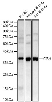CISH Rabbit Polyclonal Antibody