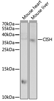CISH Rabbit Polyclonal Antibody