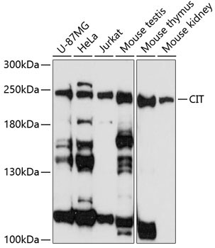 CIT Rabbit Polyclonal Antibody