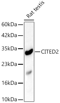 CITED2 Rabbit Polyclonal Antibody