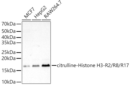 citrulline-Histone H3-R2/R8/R17 Rabbit Polyclonal Antibody