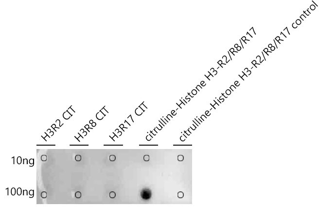 citrulline-Histone H3-R2/R8/R17 Rabbit Polyclonal Antibody - Image 2