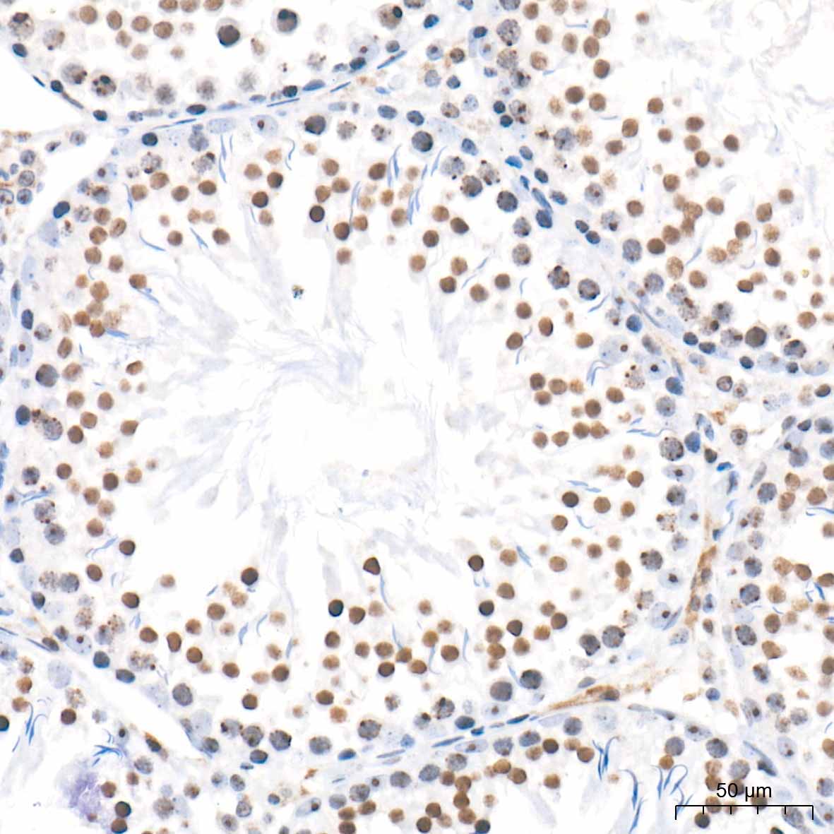 citrulline-Histone H3-R2/R8/R17 Rabbit Polyclonal Antibody - Image 6