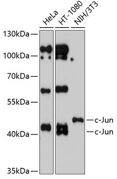 c-Jun Rabbit Polyclonal Antibody
