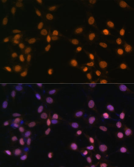c-Jun Rabbit Polyclonal Antibody - Image 2