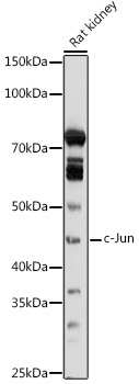 c-Jun Rabbit Polyclonal Antibody