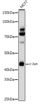 c-Jun Rabbit Polyclonal Antibody - Image 2