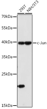 c-Jun Rabbit Polyclonal Antibody - Image 3