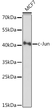 c-Jun Rabbit Polyclonal Antibody