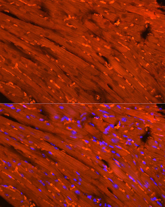 CKM Rabbit Polyclonal Antibody - Image 2