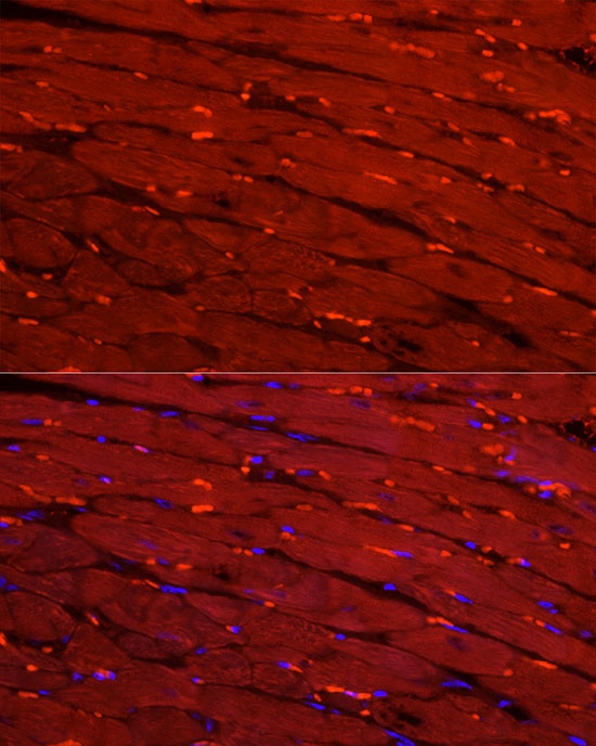 CKM Rabbit Polyclonal Antibody - Image 3