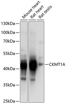 CKMT1A Rabbit Polyclonal Antibody