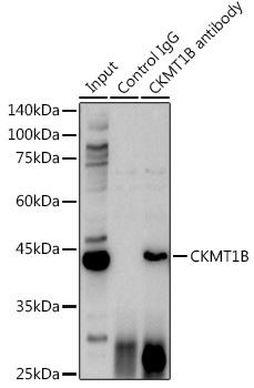CKMT1B Rabbit Polyclonal Antibody - Image 4
