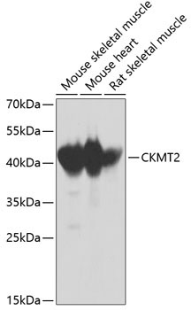 CKMT2 Rabbit Polyclonal Antibody