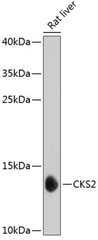 CKS2 Rabbit Polyclonal Antibody