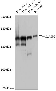 CLASP2 Rabbit Polyclonal Antibody