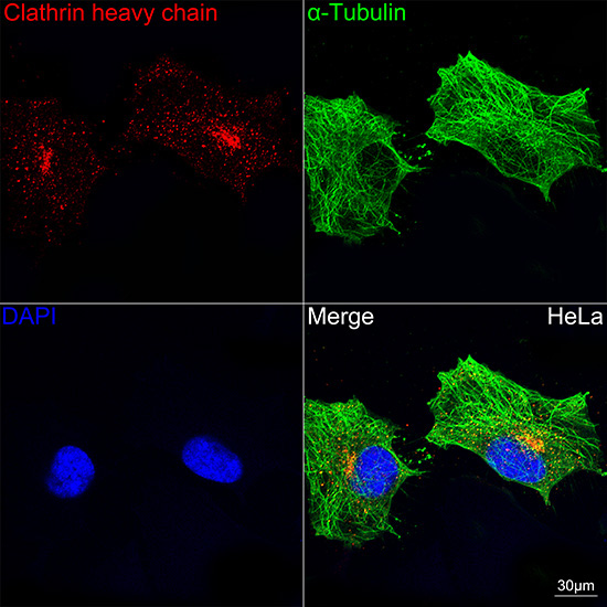 Clathrin heavy chain Rabbit Monoclonal Antibody - Image 5