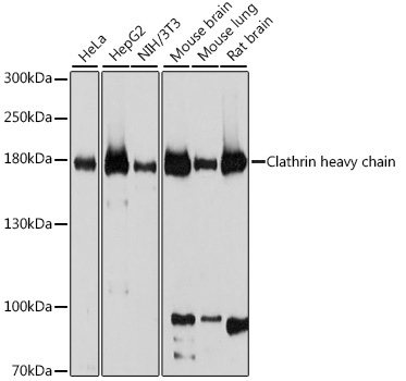 Clathrin heavy chain Rabbit Polyclonal Antibody