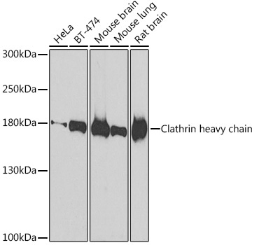 Clathrin heavy chain Rabbit Polyclonal Antibody