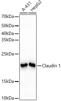 Claudin 1 Rabbit Monoclonal Antibody