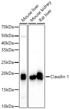 Claudin 1 Rabbit Monoclonal Antibody - Image 2