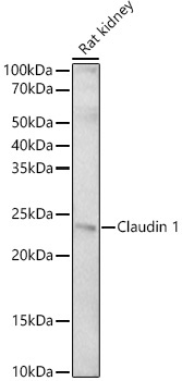 Claudin 1 Rabbit Polyclonal Antibody