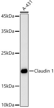 Claudin 1 Rabbit Polyclonal Antibody