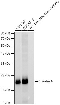Claudin 6 Rabbit Monoclonal Antibody