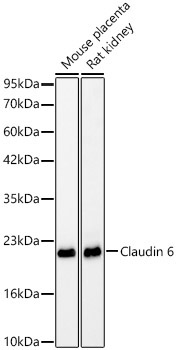 Claudin 6 Rabbit Monoclonal Antibody - Image 2