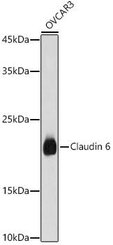 Claudin 6 Rabbit Polyclonal Antibody