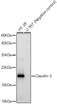 Claudin-3 Rabbit Monoclonal Antibody