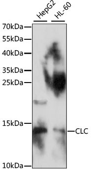 CLC Rabbit Polyclonal Antibody