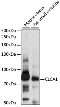 CLCA1 Rabbit Polyclonal Antibody