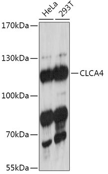 CLCA4 Rabbit Polyclonal Antibody