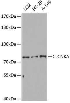 CLCNKA Rabbit Polyclonal Antibody