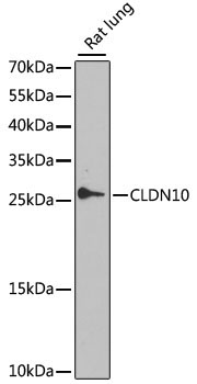 CLDN10 Rabbit Polyclonal Antibody