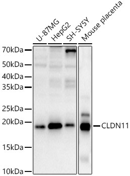 CLDN11 Rabbit Polyclonal Antibody