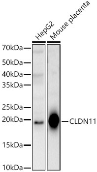 CLDN11 Rabbit Polyclonal Antibody