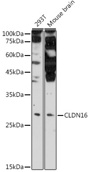CLDN16 Rabbit Polyclonal Antibody
