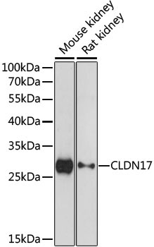 CLDN17 Rabbit Polyclonal Antibody