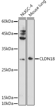 CLDN18 Rabbit Polyclonal Antibody