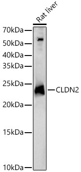 CLDN2 Rabbit Polyclonal Antibody