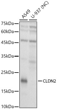 CLDN2 Rabbit Polyclonal Antibody