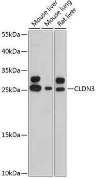 CLDN3 Rabbit Polyclonal Antibody