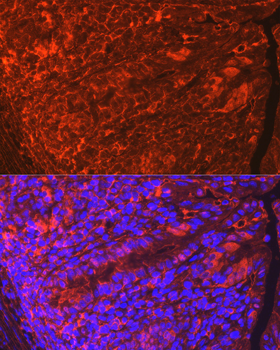 CLDN3 Rabbit Polyclonal Antibody - Image 2