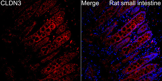 CLDN3 Rabbit Polyclonal Antibody - Image 4