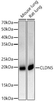 CLDN5 Rabbit Polyclonal Antibody