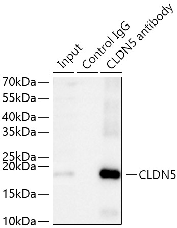 CLDN5 Rabbit Polyclonal Antibody - Image 6